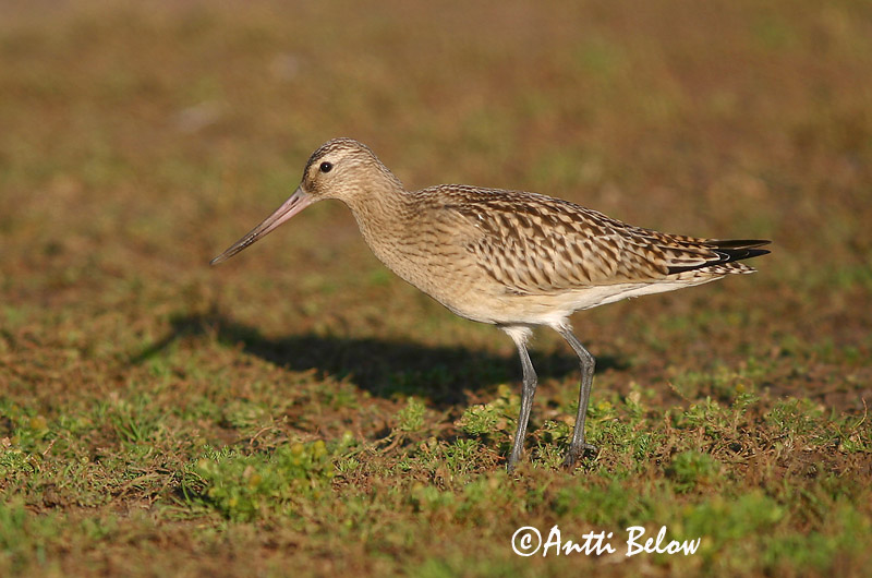 Avainsanat: Tètol cuabarrat Lille kobbersneppe Rosse grutto Bar-tailed Godwit Vöötsaba-vigle Punakuiri Barge rousse Pfuhlschnepfe Kis goda Lappajaðrakan Lappspove Fuselo Limosa lapponica Aguja Colipinta Myrspov