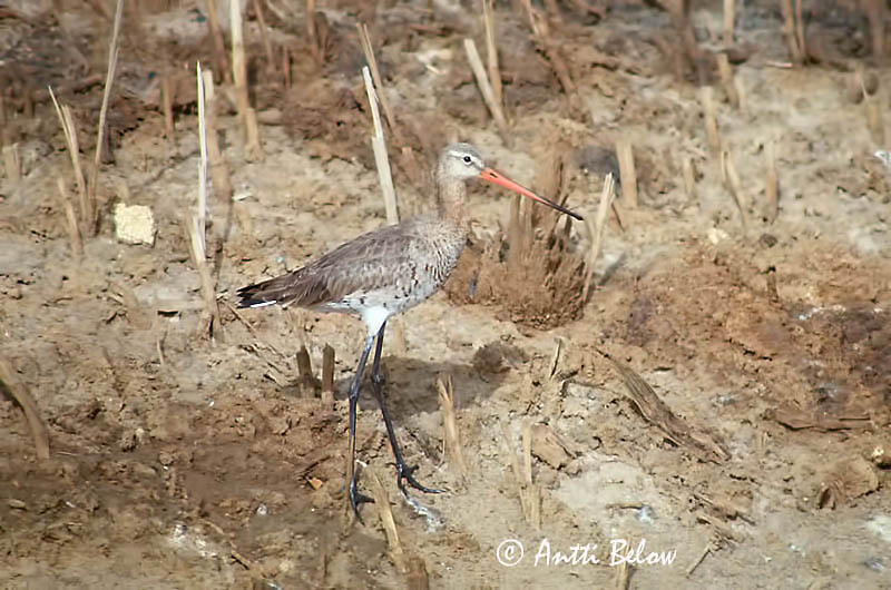 Israel
scanned
Avainsanat: Tètol cuanegre Stor kobbersneppe Grutto Black-tailed Godwit Mustsaba-vigle Mustapyrstökuiri Barge à queue noire Uferschnepfe Nagy goda Jaðrakan Svarthalespove Maçarico-de-bico-direito Limosa limosa Aguja Colinegra Rödspov