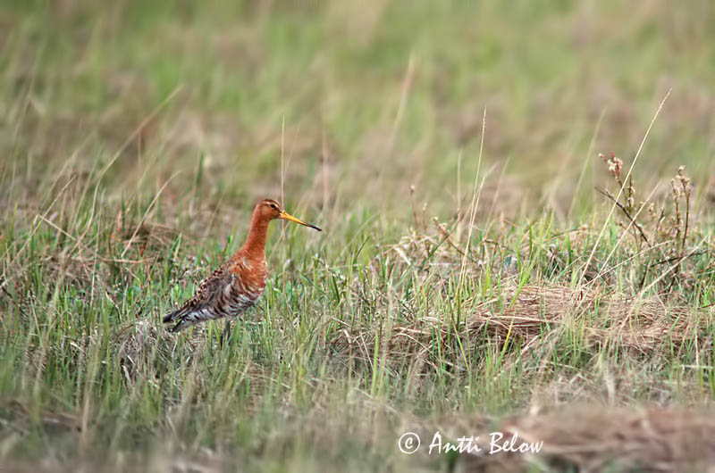 Iceland
scanned
Avainsanat: Tètol cuanegre Stor kobbersneppe Grutto Black-tailed Godwit Mustsaba-vigle Mustapyrstökuiri Barge à queue noire Uferschnepfe Nagy goda Jaðrakan Svarthalespove Maçarico-de-bico-direito Limosa limosa Aguja Colinegra Rödspov
