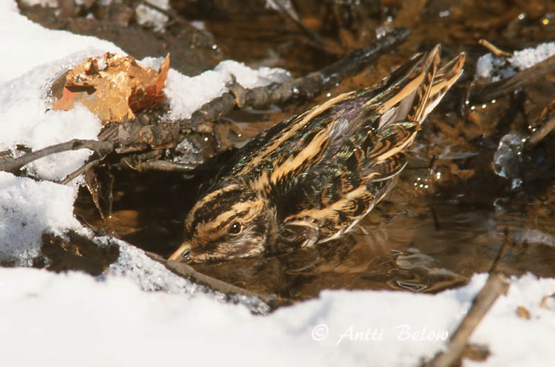 Avainsanat: Becadell sord Enkeltbekkasin Bokje Jack Snipe Mudanepp Jänkäkurppa Bécassine sourde Zwergschnepfe Kis sárszalonka Dvergsnípa Kvartbekkasin Narceja-galega Lymnocryptes minimus Agachadiza Chica Dvärgbeckasin