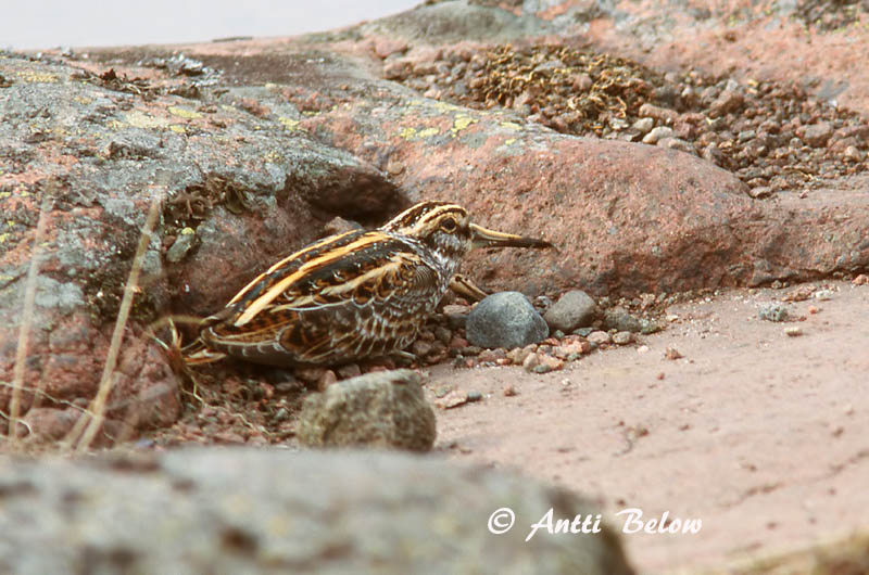 Avainsanat: Becadell sord Enkeltbekkasin Bokje Jack Snipe Mudanepp Jänkäkurppa Bécassine sourde Zwergschnepfe Kis sárszalonka Dvergsnípa Kvartbekkasin Narceja-galega Lymnocryptes minimus Agachadiza Chica Dvärgbeckasin
