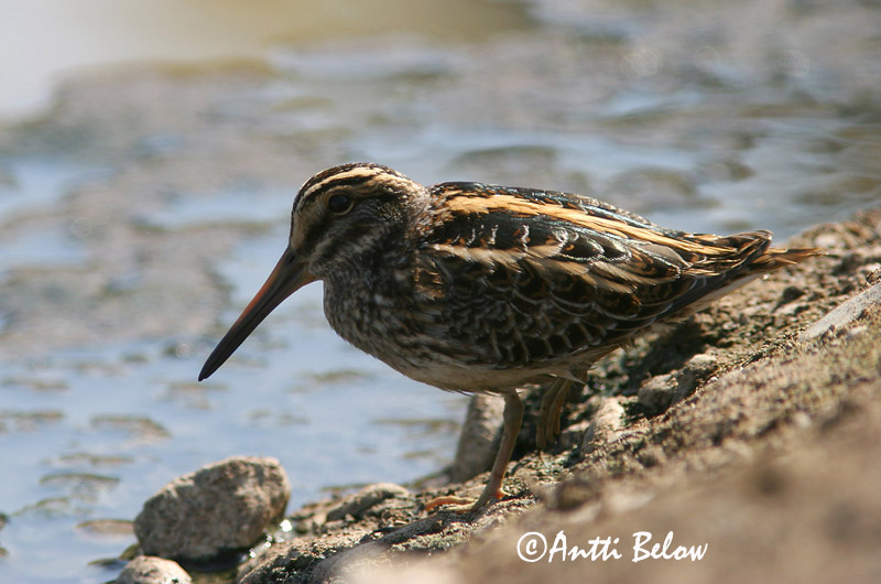 Avainsanat: Becadell sord Enkeltbekkasin Bokje Jack Snipe Mudanepp Jänkäkurppa Bécassine sourde Zwergschnepfe Kis sárszalonka Dvergsnípa Kvartbekkasin Narceja-galega Lymnocryptes minimus Agachadiza Chica Dvärgbeckasin