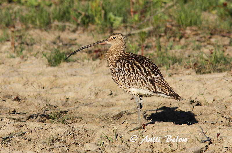 Avainsanat: Becut Stor regnspove Wulp Eurasian Curlew Suurkoovitaja Isokuovi Courlis cendré Großer Brachvogel Nagy póling Fjöruspói Chiurlo Storspove Maçarico-real Numenius arquata Zarapito Real Storspov
