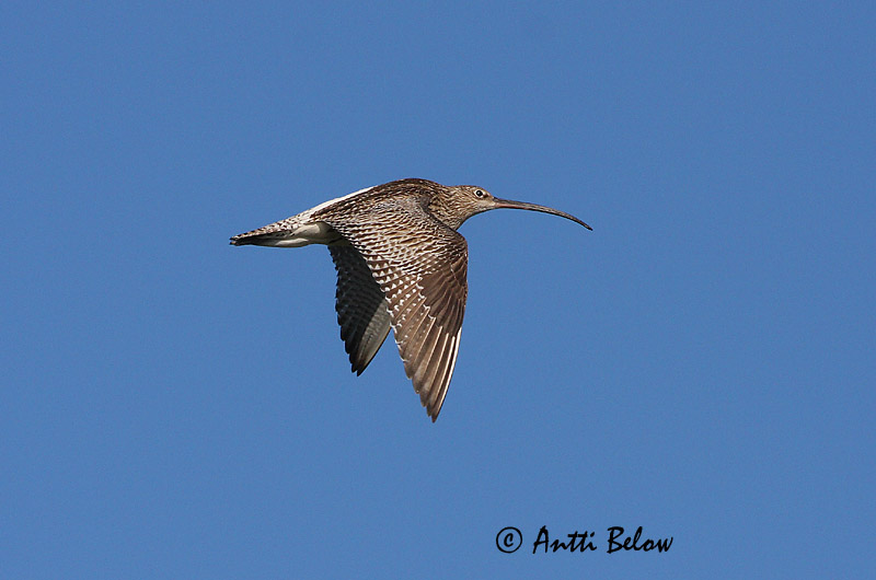 Avainsanat: Becut Stor regnspove Wulp Eurasian Curlew Suurkoovitaja Isokuovi Courlis cendré Großer Brachvogel Nagy póling Fjöruspói Chiurlo Storspove Maçarico-real Numenius arquata Zarapito Real Storspov