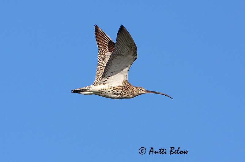 Avainsanat: Becut Stor regnspove Wulp Eurasian Curlew Suurkoovitaja Isokuovi Courlis cendré Großer Brachvogel Nagy póling Fjöruspói Chiurlo Storspove Maçarico-real Numenius arquata Zarapito Real Storspov