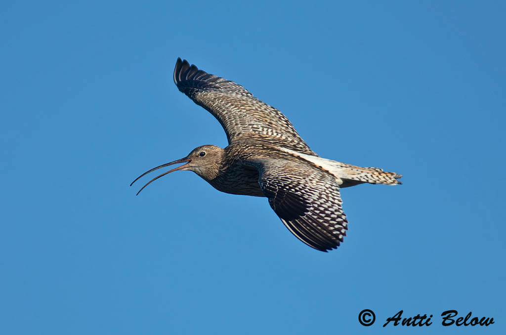 Avainsanat: Becut Stor regnspove Wulp Eurasian Curlew Suurkoovitaja Isokuovi Courlis cendré Großer Brachvogel Nagy póling Fjöruspói Chiurlo Storspove Maçarico-real Numenius arquata Zarapito Real Storspov