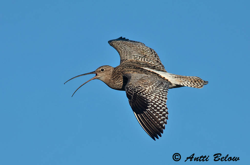 Avainsanat: Becut Stor regnspove Wulp Eurasian Curlew Suurkoovitaja Isokuovi Courlis cendré Großer Brachvogel Nagy póling Fjöruspói Chiurlo Storspove Maçarico-real Numenius arquata Zarapito Real Storspov