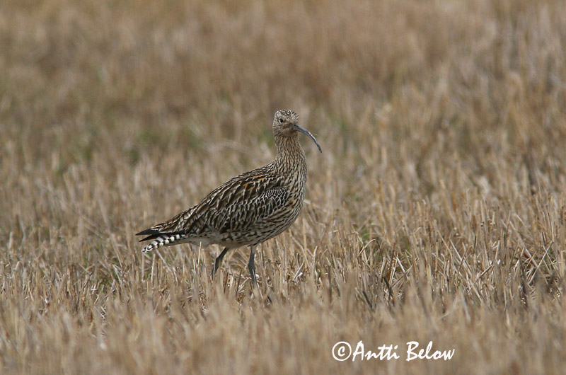 Avainsanat: Becut Stor regnspove Wulp Eurasian Curlew Suurkoovitaja Isokuovi Courlis cendré Großer Brachvogel Nagy póling Fjöruspói Chiurlo Storspove Maçarico-real Numenius arquata Zarapito Real Storspov