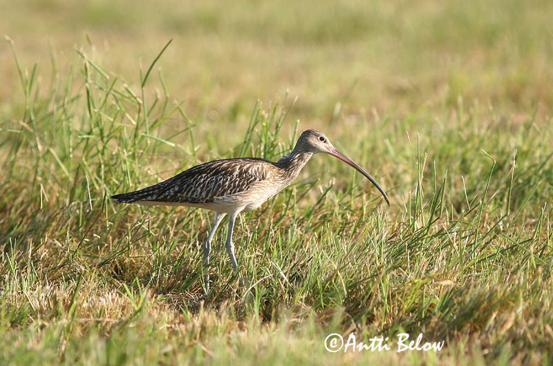 Avainsanat: Becut Stor regnspove Wulp Eurasian Curlew Suurkoovitaja Isokuovi Courlis cendré Großer Brachvogel Nagy póling Fjöruspói Chiurlo Storspove Maçarico-real Numenius arquata Zarapito Real Storspov