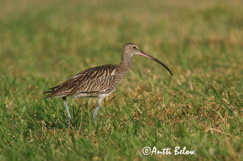 Avainsanat: Becut Stor regnspove Wulp Eurasian Curlew Suurkoovitaja Isokuovi Courlis cendré Großer Brachvogel Nagy póling Fjöruspói Chiurlo Storspove Maçarico-real Numenius arquata Zarapito Real Storspov