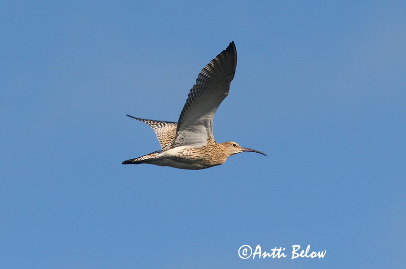 Avainsanat: Becut Stor regnspove Wulp Eurasian Curlew Suurkoovitaja Isokuovi Courlis cendré Großer Brachvogel Nagy póling Fjöruspói Chiurlo Storspove Maçarico-real Numenius arquata Zarapito Real Storspov