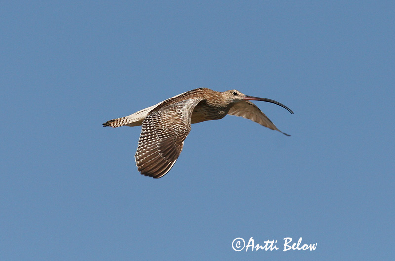 Avainsanat: Becut Stor regnspove Wulp Eurasian Curlew Suurkoovitaja Isokuovi Courlis cendré Großer Brachvogel Nagy póling Fjöruspói Chiurlo Storspove Maçarico-real Numenius arquata Zarapito Real Storspov