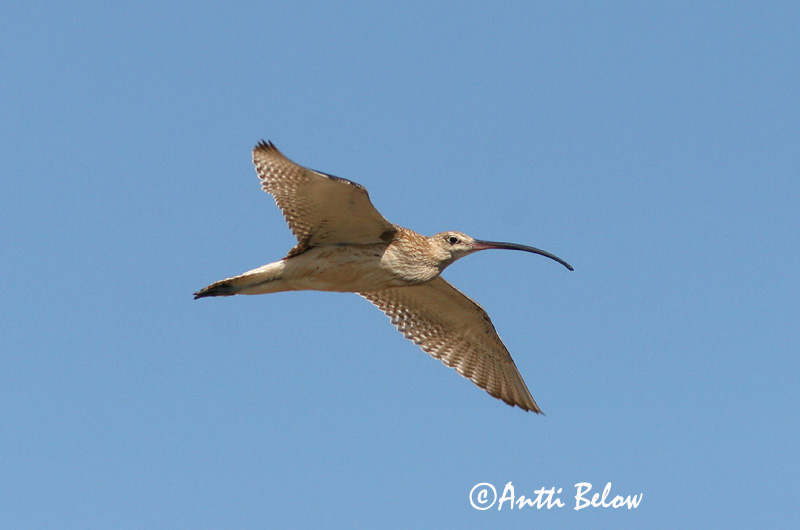 Avainsanat: Becut Stor regnspove Wulp Eurasian Curlew Suurkoovitaja Isokuovi Courlis cendré Großer Brachvogel Nagy póling Fjöruspói Chiurlo Storspove Maçarico-real Numenius arquata Zarapito Real Storspov