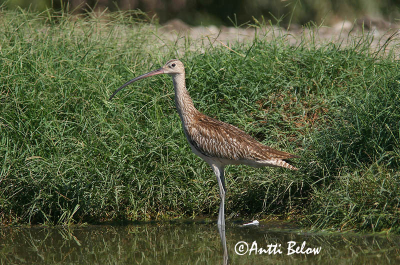 Avainsanat: Becut Stor regnspove Wulp Eurasian Curlew Suurkoovitaja Isokuovi Courlis cendré Großer Brachvogel Nagy póling Fjöruspói Chiurlo Storspove Maçarico-real Numenius arquata Zarapito Real Storspov