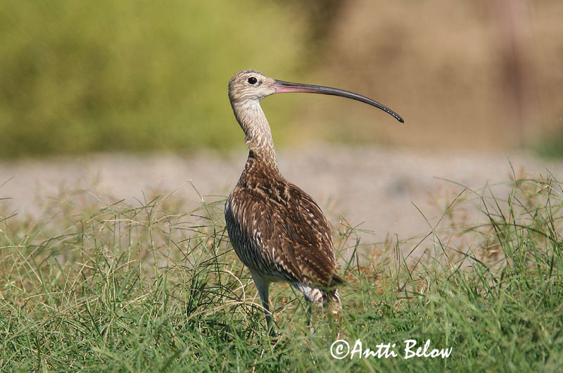 Avainsanat: Becut Stor regnspove Wulp Eurasian Curlew Suurkoovitaja Isokuovi Courlis cendré Großer Brachvogel Nagy póling Fjöruspói Chiurlo Storspove Maçarico-real Numenius arquata Zarapito Real Storspov