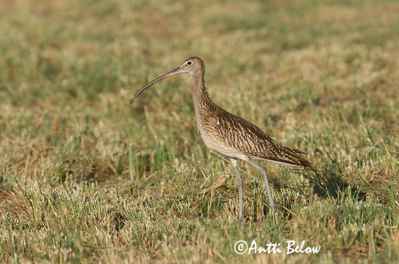 Avainsanat: Becut Stor regnspove Wulp Eurasian Curlew Suurkoovitaja Isokuovi Courlis cendré Großer Brachvogel Nagy póling Fjöruspói Chiurlo Storspove Maçarico-real Numenius arquata Zarapito Real Storspov