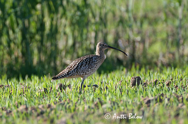 Avainsanat: Becut Stor regnspove Wulp Eurasian Curlew Suurkoovitaja Isokuovi Courlis cendré Großer Brachvogel Nagy póling Fjöruspói Chiurlo Storspove Maçarico-real Numenius arquata Zarapito Real Storspov
