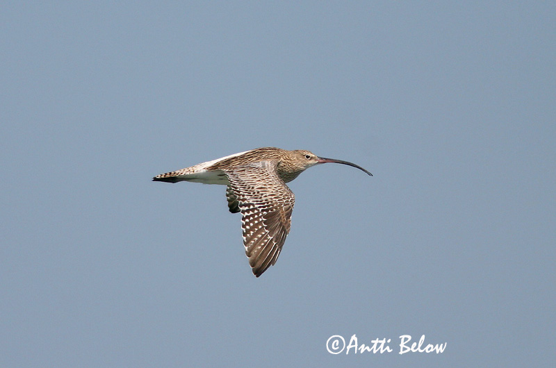 Avainsanat: Becut Stor regnspove Wulp Eurasian Curlew Suurkoovitaja Isokuovi Courlis cendré Großer Brachvogel Nagy póling Fjöruspói Chiurlo Storspove Maçarico-real Numenius arquata Zarapito Real Storspov