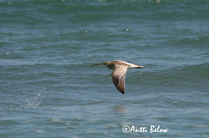 Avainsanat: Becut Stor regnspove Wulp Eurasian Curlew Suurkoovitaja Isokuovi Courlis cendré Großer Brachvogel Nagy póling Fjöruspói Chiurlo Storspove Maçarico-real Numenius arquata Zarapito Real Storspov