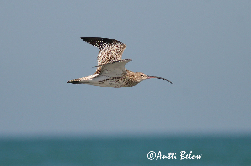 Avainsanat: Becut Stor regnspove Wulp Eurasian Curlew Suurkoovitaja Isokuovi Courlis cendré Großer Brachvogel Nagy póling Fjöruspói Chiurlo Storspove Maçarico-real Numenius arquata Zarapito Real Storspov