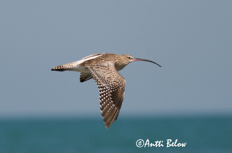 Avainsanat: Becut Stor regnspove Wulp Eurasian Curlew Suurkoovitaja Isokuovi Courlis cendré Großer Brachvogel Nagy póling Fjöruspói Chiurlo Storspove Maçarico-real Numenius arquata Zarapito Real Storspov