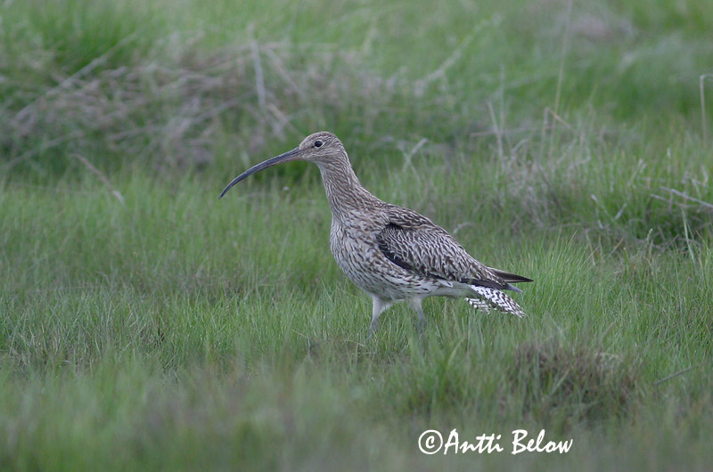 Avainsanat: Becut Stor regnspove Wulp Eurasian Curlew Suurkoovitaja Isokuovi Courlis cendré Großer Brachvogel Nagy póling Fjöruspói Chiurlo Storspove Maçarico-real Numenius arquata Zarapito Real Storspov