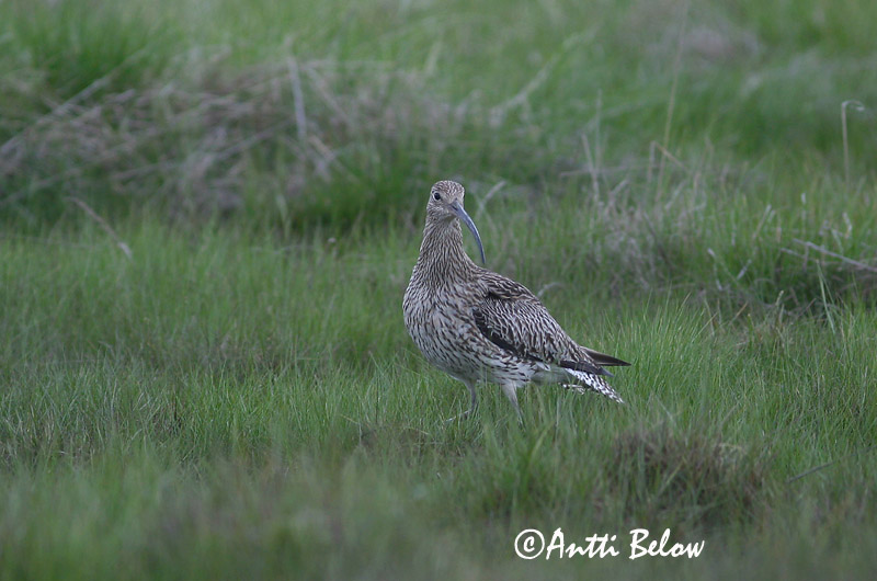 Avainsanat: Becut Stor regnspove Wulp Eurasian Curlew Suurkoovitaja Isokuovi Courlis cendré Großer Brachvogel Nagy póling Fjöruspói Chiurlo Storspove Maçarico-real Numenius arquata Zarapito Real Storspov