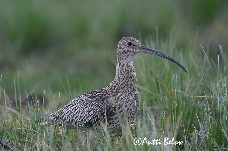 Avainsanat: Becut Stor regnspove Wulp Eurasian Curlew Suurkoovitaja Isokuovi Courlis cendré Großer Brachvogel Nagy póling Fjöruspói Chiurlo Storspove Maçarico-real Numenius arquata Zarapito Real Storspov