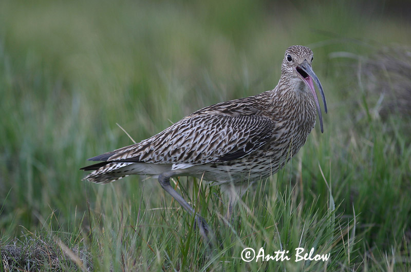 Avainsanat: Becut Stor regnspove Wulp Eurasian Curlew Suurkoovitaja Isokuovi Courlis cendré Großer Brachvogel Nagy póling Fjöruspói Chiurlo Storspove Maçarico-real Numenius arquata Zarapito Real Storspov
