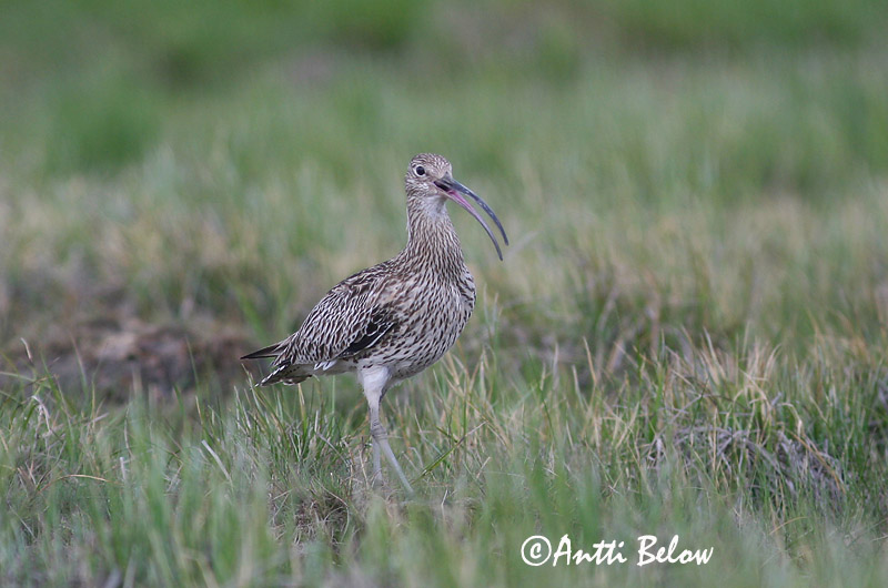 Avainsanat: Becut Stor regnspove Wulp Eurasian Curlew Suurkoovitaja Isokuovi Courlis cendré Großer Brachvogel Nagy póling Fjöruspói Chiurlo Storspove Maçarico-real Numenius arquata Zarapito Real Storspov