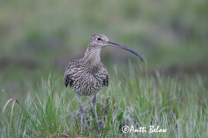 Avainsanat: Becut Stor regnspove Wulp Eurasian Curlew Suurkoovitaja Isokuovi Courlis cendré Großer Brachvogel Nagy póling Fjöruspói Chiurlo Storspove Maçarico-real Numenius arquata Zarapito Real Storspov