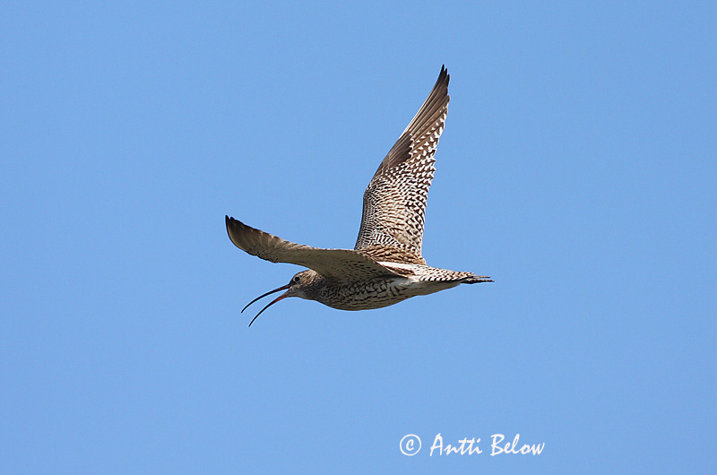 Avainsanat: Becut Stor regnspove Wulp Eurasian Curlew Suurkoovitaja Isokuovi Courlis cendré Großer Brachvogel Nagy póling Fjöruspói Chiurlo Storspove Maçarico-real Numenius arquata Zarapito Real Storspov