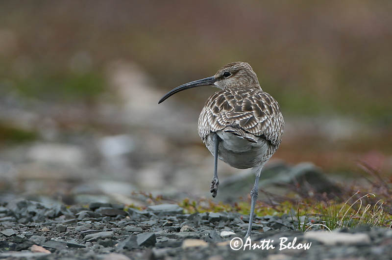 Avainsanat: Polit cantaire Lille regnspove Regenwulp Whimbrel Väikekoovitaja Pikkukuovi Courlis corlieu Regenbrachvogel Kis póling Spói Chiurlo piccolo Småspove Maçarico-galego Numenius phaeopus Zarapito Trinador Småspov