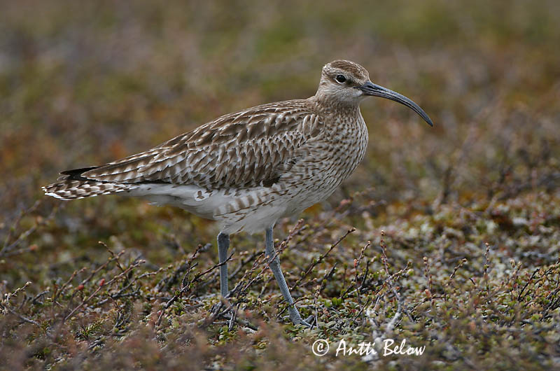 Avainsanat: Polit cantaire Lille regnspove Regenwulp Whimbrel Väikekoovitaja Pikkukuovi Courlis corlieu Regenbrachvogel Kis póling Spói Chiurlo piccolo Småspove Maçarico-galego Numenius phaeopus Zarapito Trinador Småspov