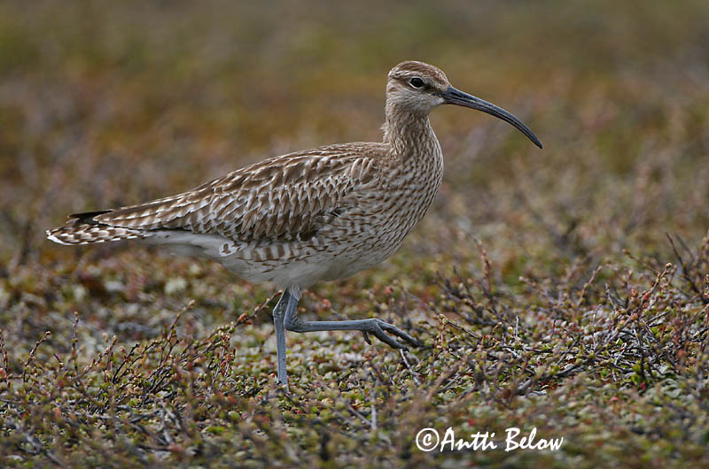Avainsanat: Polit cantaire Lille regnspove Regenwulp Whimbrel Väikekoovitaja Pikkukuovi Courlis corlieu Regenbrachvogel Kis póling Spói Chiurlo piccolo Småspove Maçarico-galego Numenius phaeopus Zarapito Trinador Småspov