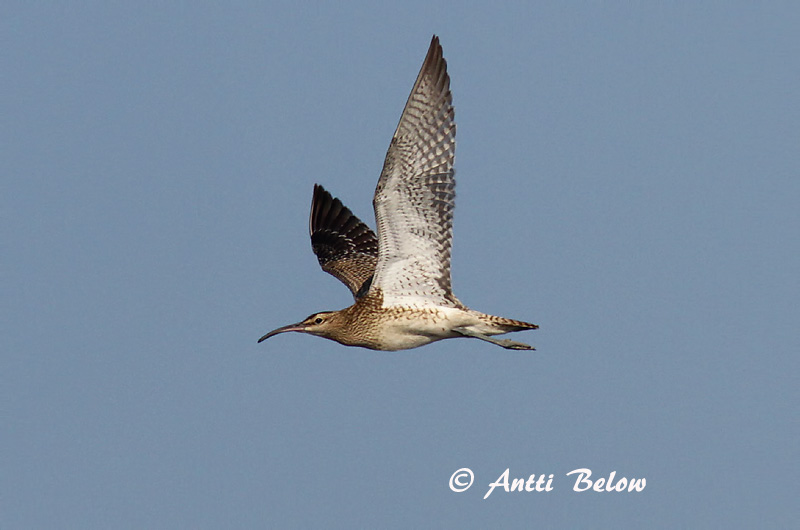 Avainsanat: Polit cantaire Lille regnspove Regenwulp Whimbrel Väikekoovitaja Pikkukuovi Courlis corlieu Regenbrachvogel Kis póling Spói Chiurlo piccolo Småspove Maçarico-galego Numenius phaeopus Zarapito Trinador Småspov