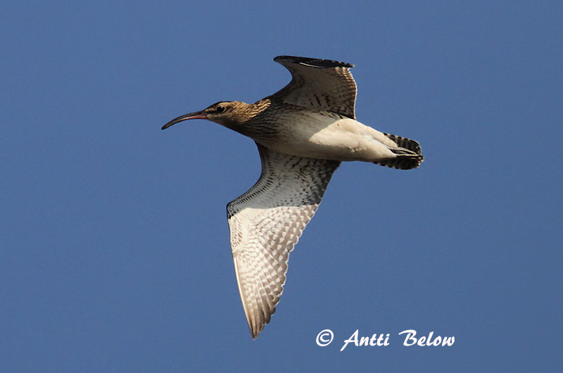 Avainsanat: Polit cantaire Lille regnspove Regenwulp Whimbrel Väikekoovitaja Pikkukuovi Courlis corlieu Regenbrachvogel Kis póling Spói Chiurlo piccolo Småspove Maçarico-galego Numenius phaeopus Zarapito Trinador Småspov