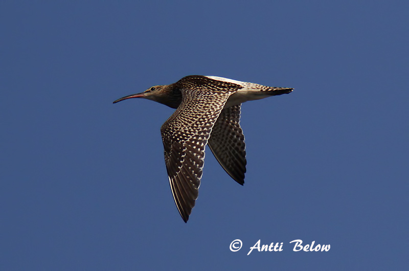 Avainsanat: Polit cantaire Lille regnspove Regenwulp Whimbrel Väikekoovitaja Pikkukuovi Courlis corlieu Regenbrachvogel Kis póling Spói Chiurlo piccolo Småspove Maçarico-galego Numenius phaeopus Zarapito Trinador Småspov