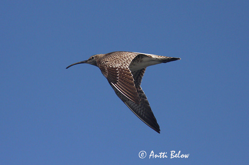 Avainsanat: Polit cantaire Lille regnspove Regenwulp Whimbrel Väikekoovitaja Pikkukuovi Courlis corlieu Regenbrachvogel Kis póling Spói Chiurlo piccolo Småspove Maçarico-galego Numenius phaeopus Zarapito Trinador Småspov