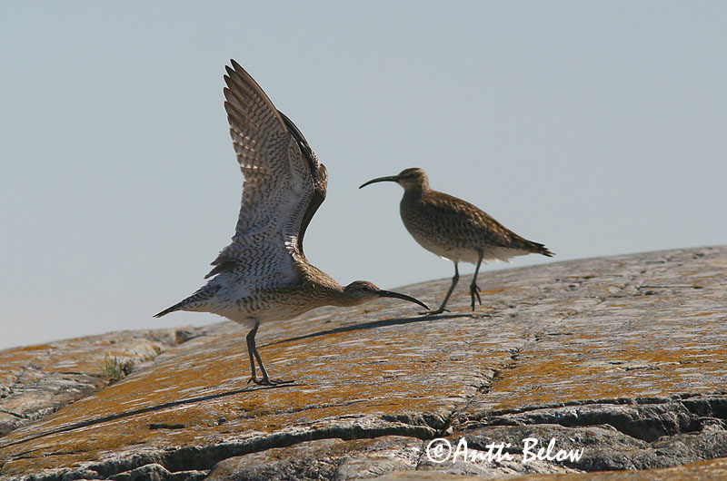 Avainsanat: Polit cantaire Lille regnspove Regenwulp Whimbrel Väikekoovitaja Pikkukuovi Courlis corlieu Regenbrachvogel Kis póling Spói Chiurlo piccolo Småspove Maçarico-galego Numenius phaeopus Zarapito Trinador Småspov