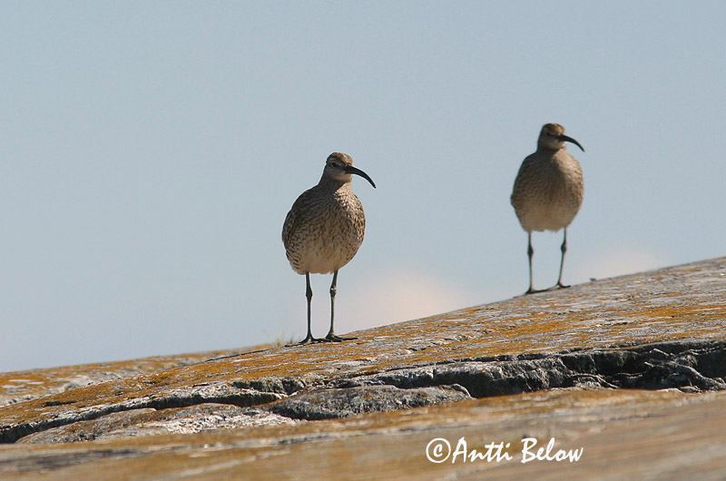 Avainsanat: Polit cantaire Lille regnspove Regenwulp Whimbrel Väikekoovitaja Pikkukuovi Courlis corlieu Regenbrachvogel Kis póling Spói Chiurlo piccolo Småspove Maçarico-galego Numenius phaeopus Zarapito Trinador Småspov