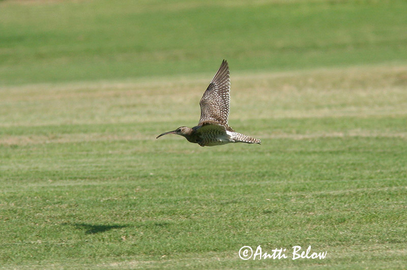 Avainsanat: Polit cantaire Lille regnspove Regenwulp Whimbrel Väikekoovitaja Pikkukuovi Courlis corlieu Regenbrachvogel Kis póling Spói Chiurlo piccolo Småspove Maçarico-galego Numenius phaeopus Zarapito Trinador Småspov
