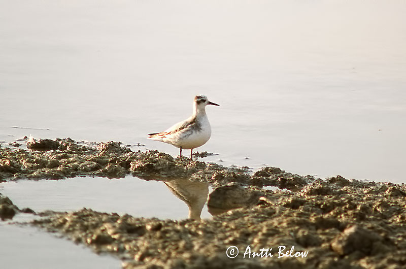 Avainsanat: Thorshane Grauwe franjepoot Red Phalarope Isovesipääsky Phalarope à bec large Laposcsoru víztaposó Þórshani Polarsvømmesnipe Falaropo-de-bico-grosso Phalaropus fulicaria Brednäbbad simsnäppa