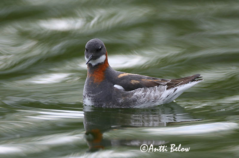 Avainsanat: Escuraflascons bec-fi Odinshane Rosse franjepoot Red-necked Phalarope Veetallaja Vesipääsky Phalarope à bec étroit Odinshühnchen Vékonycsoru víztaposó óðinshani Svømmesnipe Falaropo-de-bico-fino Phalaropus lobatus Falaropo Picofino Smalnäbbad