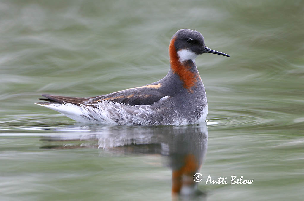 Avainsanat: Escuraflascons bec-fi Odinshane Rosse franjepoot Red-necked Phalarope Veetallaja Vesipääsky Phalarope à bec étroit Odinshühnchen Vékonycsoru víztaposó óðinshani Svømmesnipe Falaropo-de-bico-fino Phalaropus lobatus Falaropo Picofino Smalnäbbad