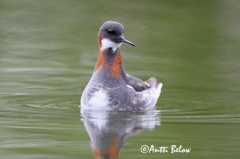 Avainsanat: Escuraflascons bec-fi Odinshane Rosse franjepoot Red-necked Phalarope Veetallaja Vesipääsky Phalarope à bec étroit Odinshühnchen Vékonycsoru víztaposó óðinshani Svømmesnipe Falaropo-de-bico-fino Phalaropus lobatus Falaropo Picofino Smalnäbbad
