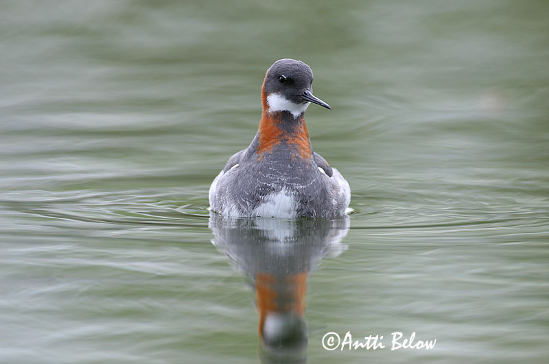 Avainsanat: Escuraflascons bec-fi Odinshane Rosse franjepoot Red-necked Phalarope Veetallaja Vesipääsky Phalarope à bec étroit Odinshühnchen Vékonycsoru víztaposó óðinshani Svømmesnipe Falaropo-de-bico-fino Phalaropus lobatus Falaropo Picofino Smalnäbbad