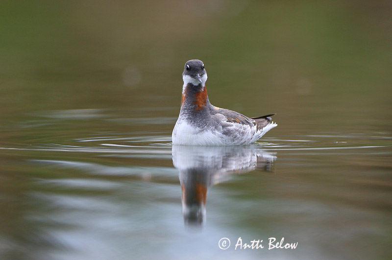 Avainsanat: Escuraflascons bec-fi Odinshane Rosse franjepoot Red-necked Phalarope Veetallaja Vesipääsky Phalarope à bec étroit Odinshühnchen Vékonycsoru víztaposó óðinshani Svømmesnipe Falaropo-de-bico-fino Phalaropus lobatus Falaropo Picofino Smalnäbbad