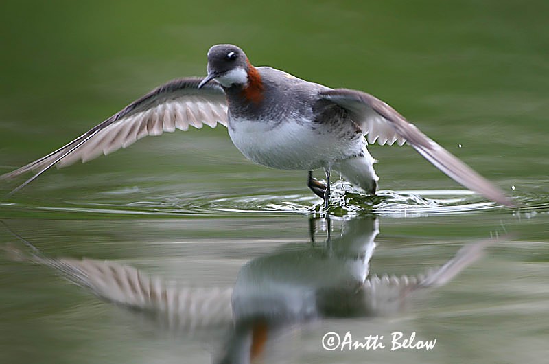 Avainsanat: Escuraflascons bec-fi Odinshane Rosse franjepoot Red-necked Phalarope Veetallaja Vesipääsky Phalarope à bec étroit Odinshühnchen Vékonycsoru víztaposó óðinshani Svømmesnipe Falaropo-de-bico-fino Phalaropus lobatus Falaropo Picofino Smalnäbbad