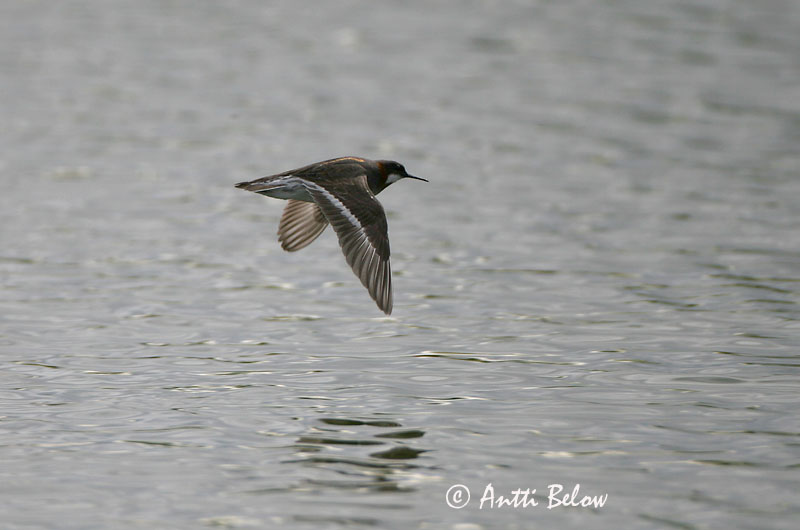 Avainsanat: Escuraflascons bec-fi Odinshane Rosse franjepoot Red-necked Phalarope Veetallaja Vesipääsky Phalarope à bec étroit Odinshühnchen Vékonycsoru víztaposó óðinshani Svømmesnipe Falaropo-de-bico-fino Phalaropus lobatus Falaropo Picofino Smalnäbbad